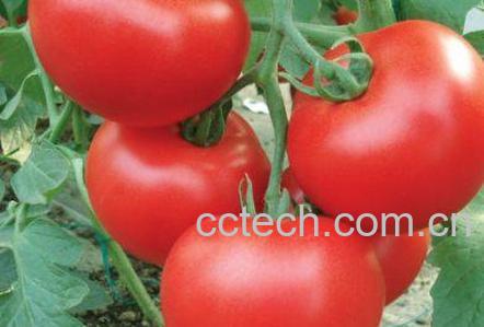 果蔬百科番茄-0