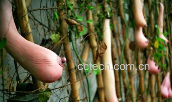 果蔬百科乳瓜-0