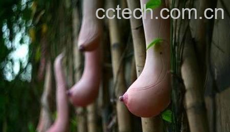 果蔬百科乳瓜-0