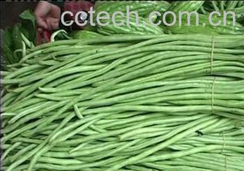 果蔬百科豇豆-0