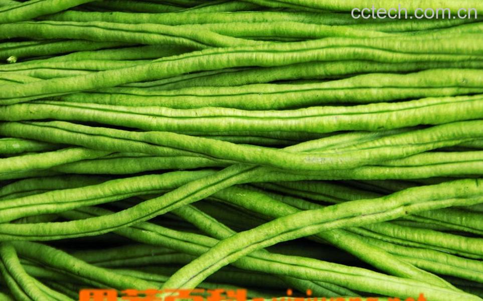 果蔬百科豇豆-0