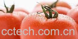 果蔬百科番茄-0