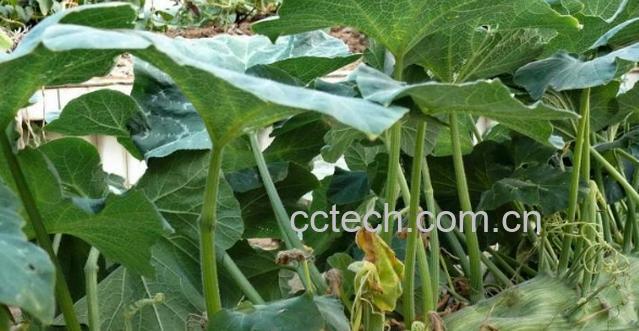 果蔬百科南瓜叶-0