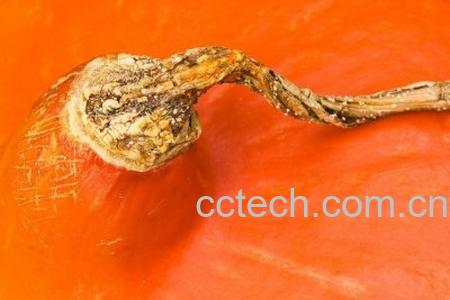 果蔬百科南瓜蒂-0