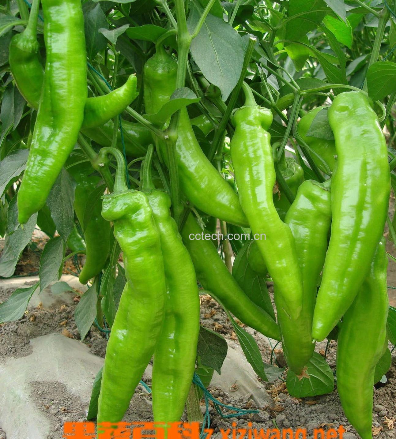 果蔬百科辣椒-0