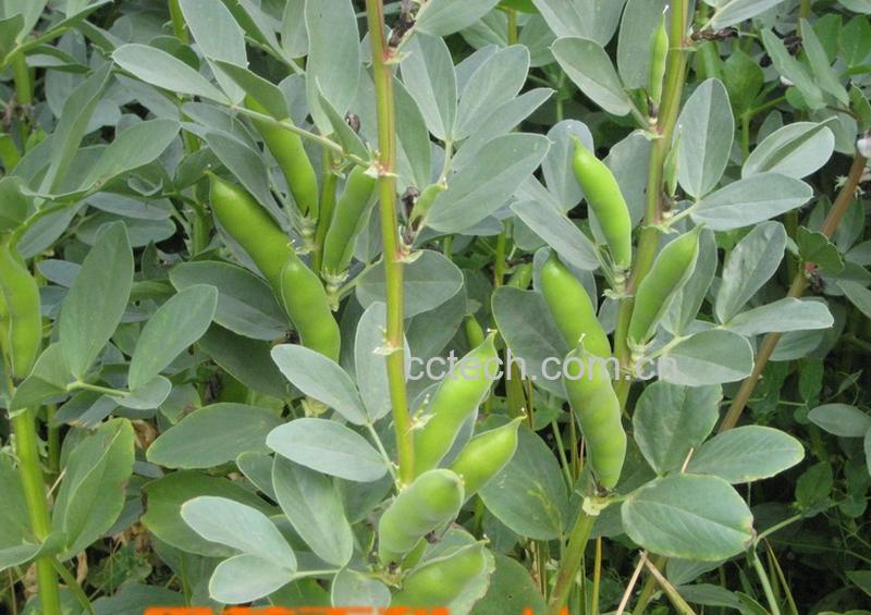 果蔬百科蚕豆-0