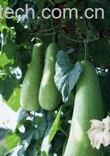 果蔬百科冬瓜-0