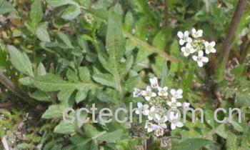 果蔬百科荠菜-0