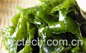 果蔬百科三丝裙带菜-0