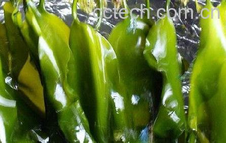 果蔬百科海带-0