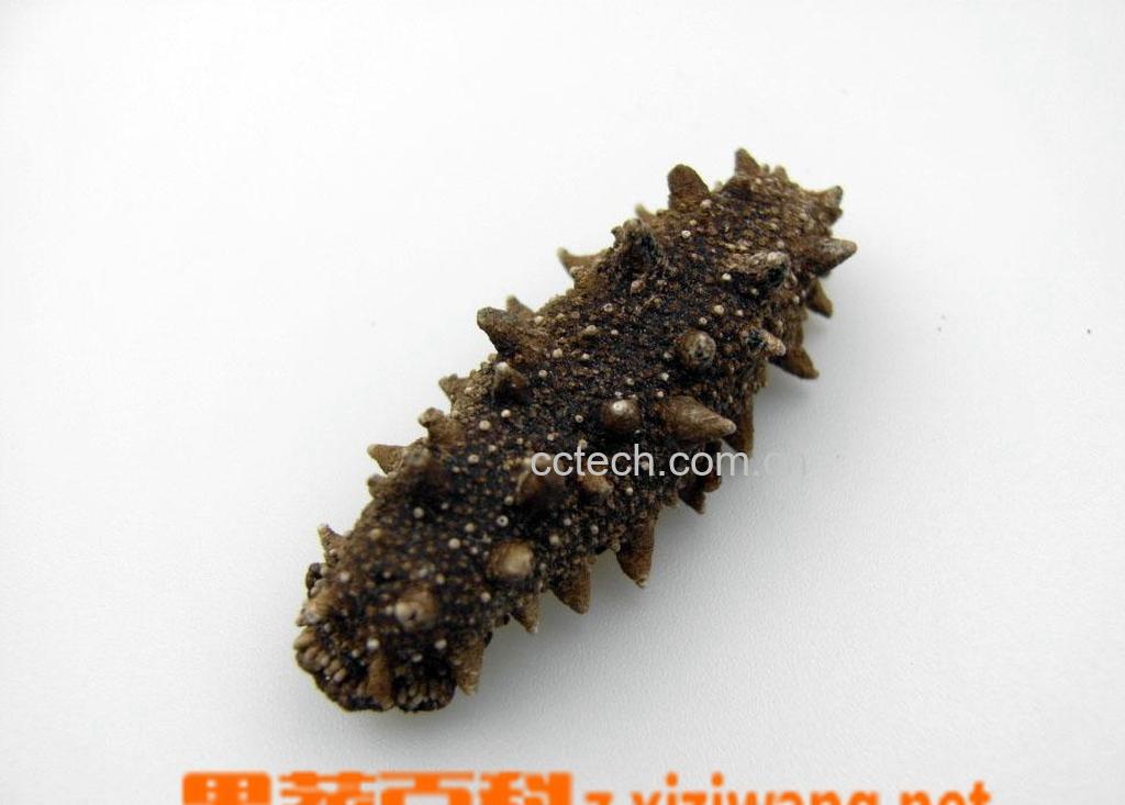 果蔬百科海参-0