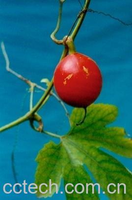 果蔬百科三尖栝楼-0