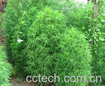 果蔬百科扫帚菜-0