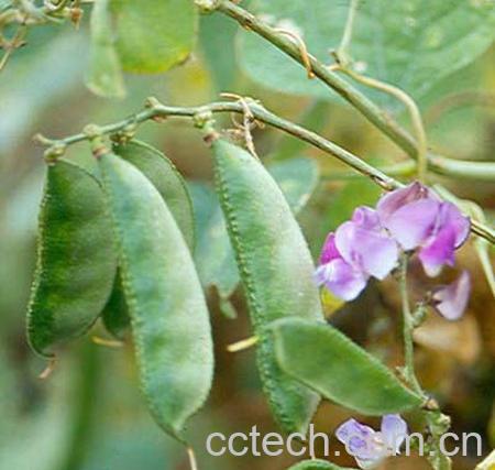 果蔬百科扁豆-0