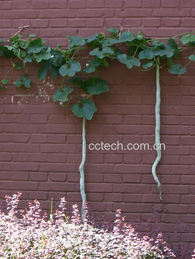 果蔬百科蛇豆-0