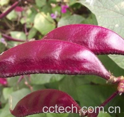 果蔬百科眉豆-0