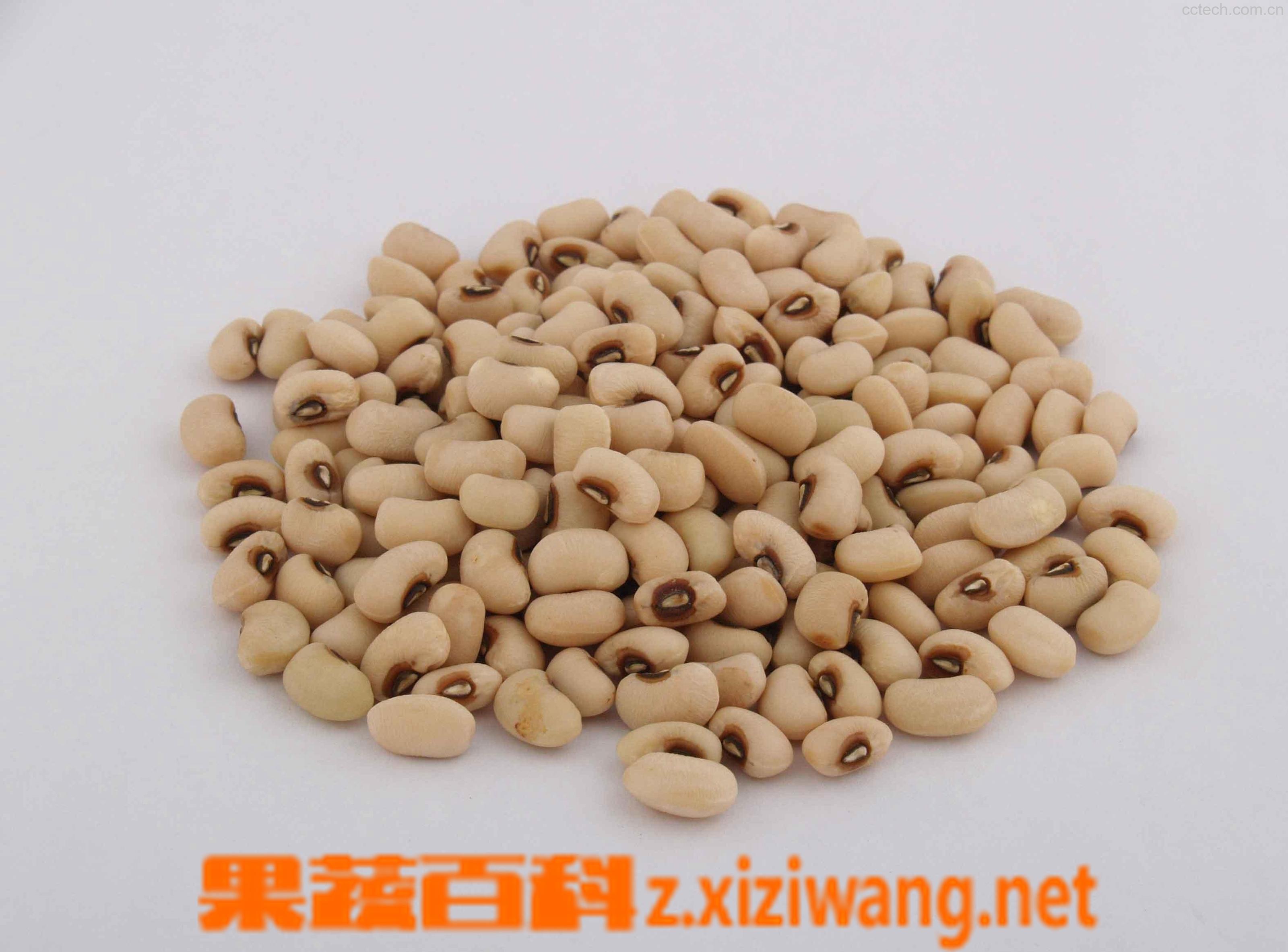 果蔬百科眉豆-0