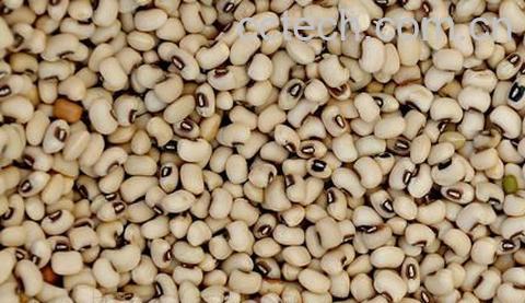 果蔬百科眉豆-0