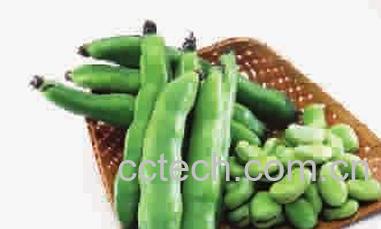 果蔬百科蚕豆-0