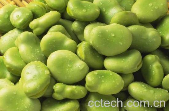 果蔬百科蚕豆-0