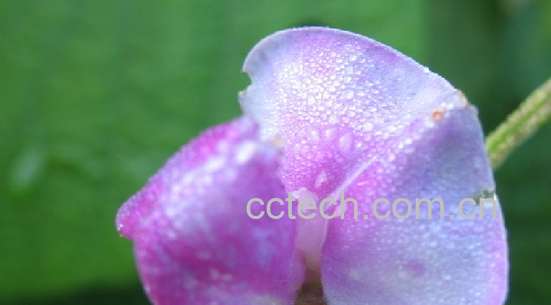 果蔬百科扁豆花-0