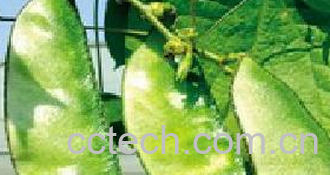 果蔬百科扁豆-0