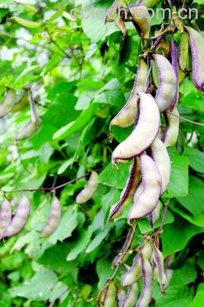 果蔬百科扁豆-0