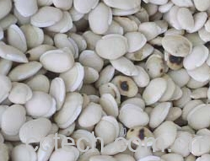 果蔬百科白扁豆-0