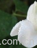 果蔬百科白扁豆花-0