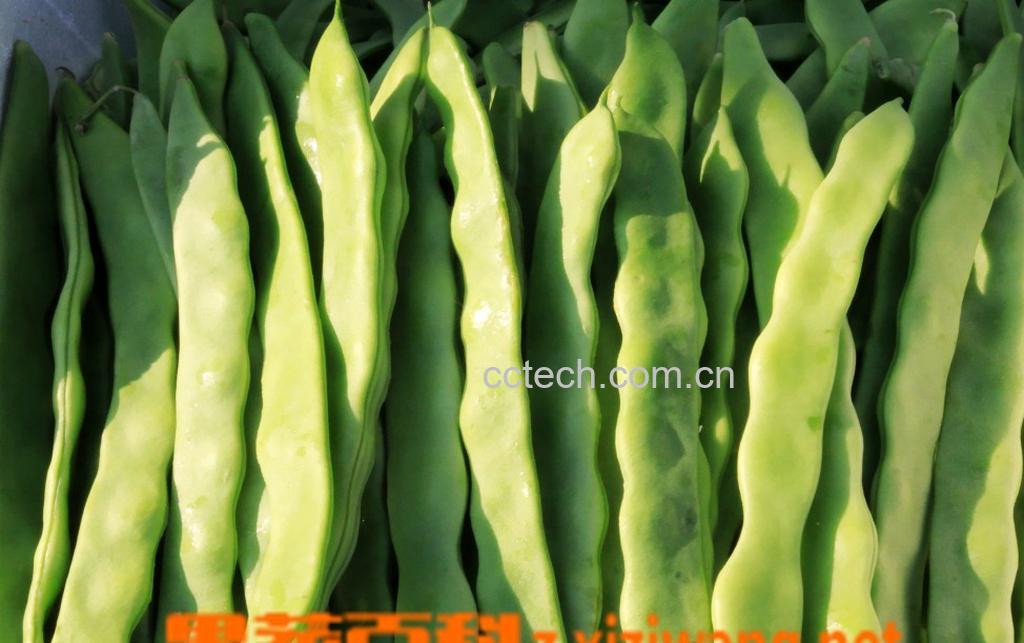 果蔬百科扁豆-0