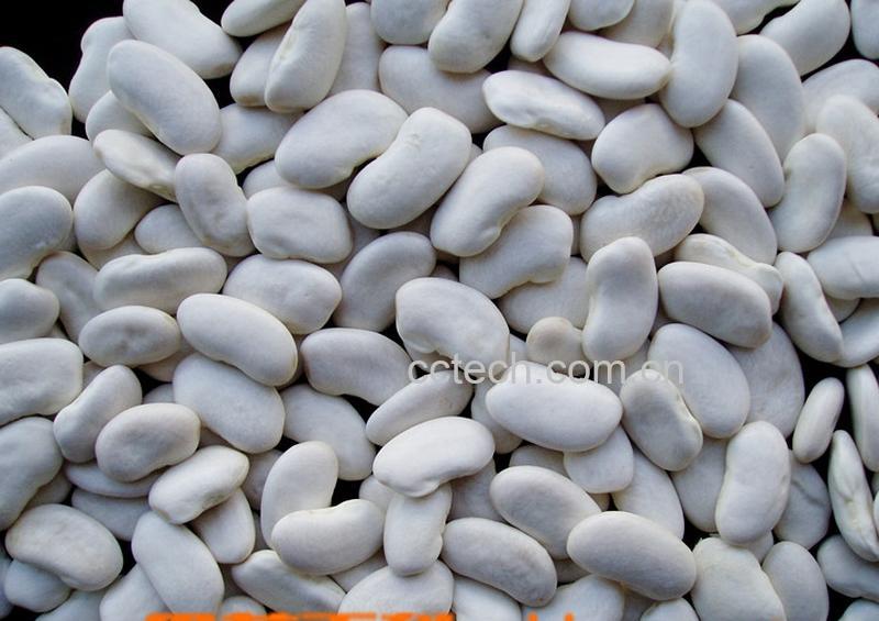 果蔬百科白扁豆-0