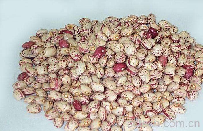 果蔬百科芸豆-0