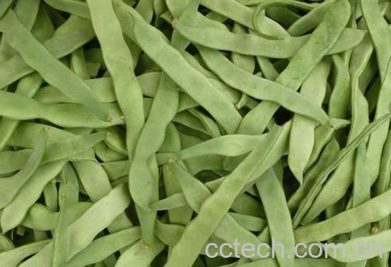 果蔬百科芸豆-0