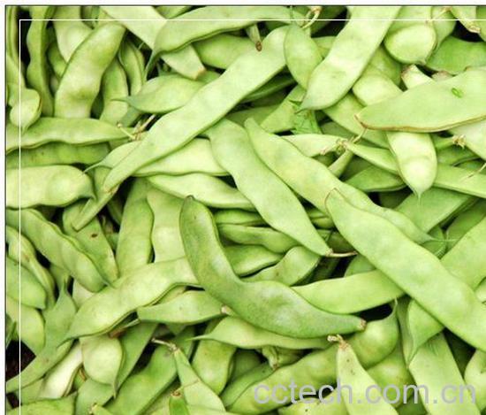 果蔬百科芸豆-0