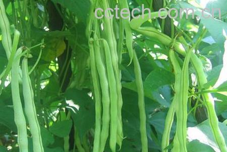 果蔬百科芸豆-0