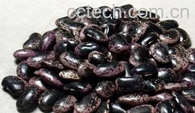 果蔬百科芸豆-0