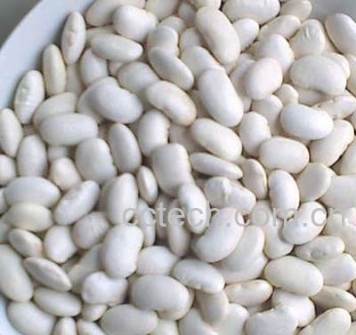 果蔬百科芸豆-0