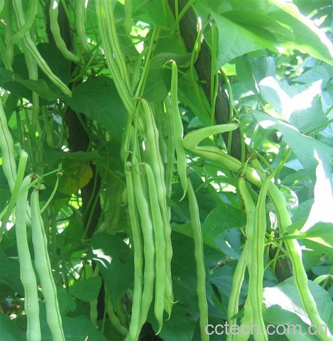 果蔬百科芸豆-0