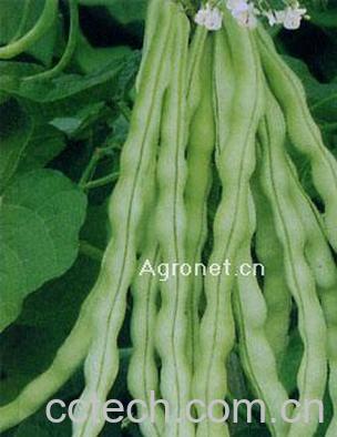 果蔬百科芸豆-0