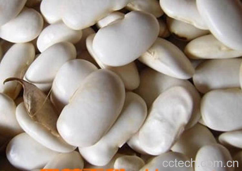 果蔬百科芸豆-0