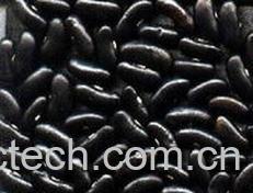 果蔬百科黑芸豆-0