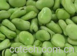 果蔬百科蚕豆-0