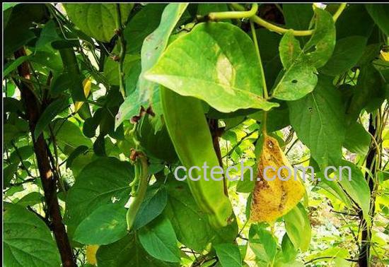 果蔬百科刀豆-0