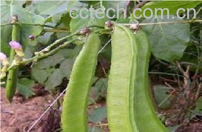 果蔬百科刀豆-0