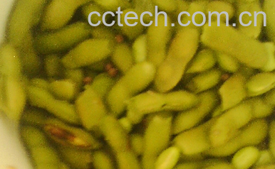 果蔬百科毛豆-0