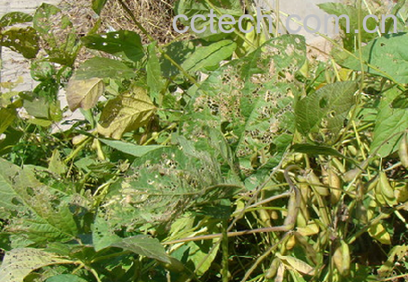 果蔬百科毛豆-0