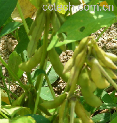 果蔬百科毛豆-0