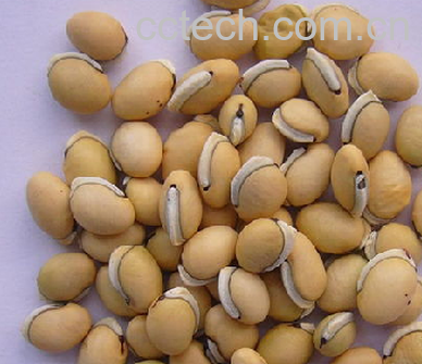 果蔬百科扁豆-0