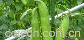 果蔬百科刀豆-0