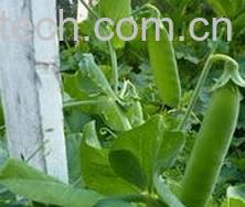 果蔬百科青豆-0